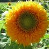 Novelty Sunflower