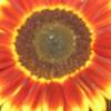 Novelty Sunflower