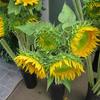 Green Eye Sunflowers