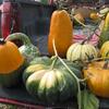 Assortment of Novelty Pumpkins/Gourds