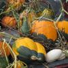 Assortment of Novelty Pumpkins/Gourds